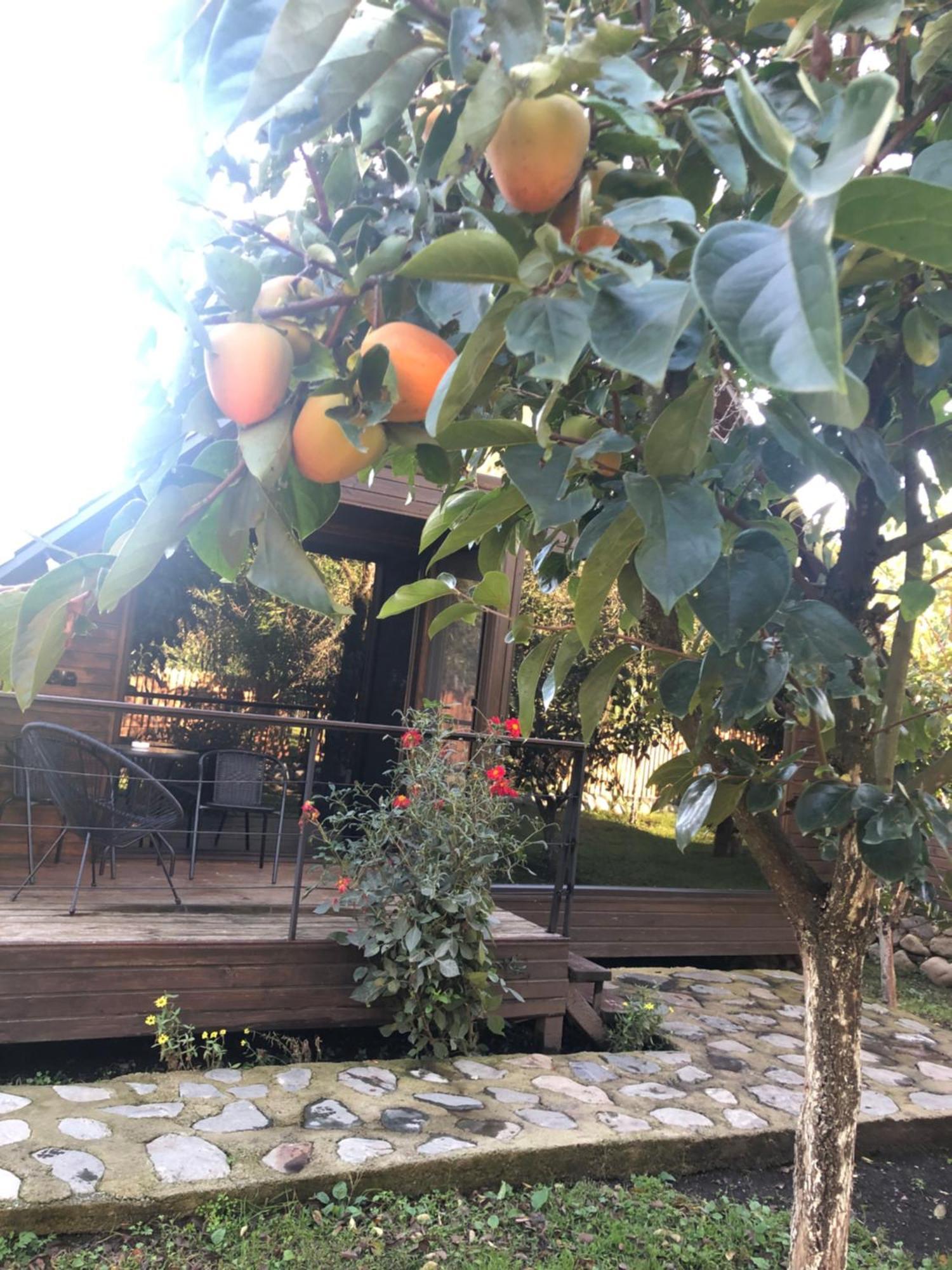 Wood House 拉戈代希 外观 照片